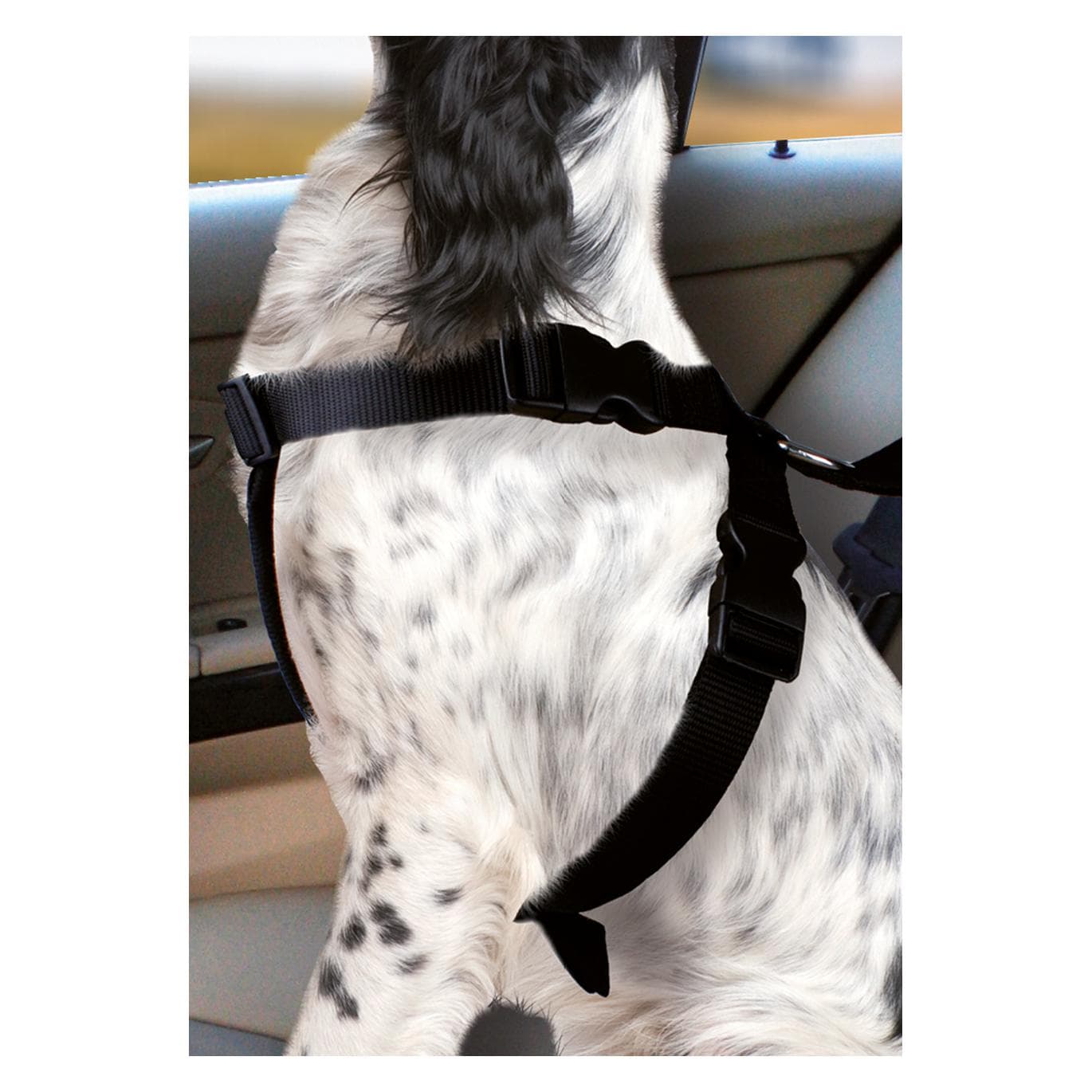 Karlie Flamingo (Hund), Tiertransport