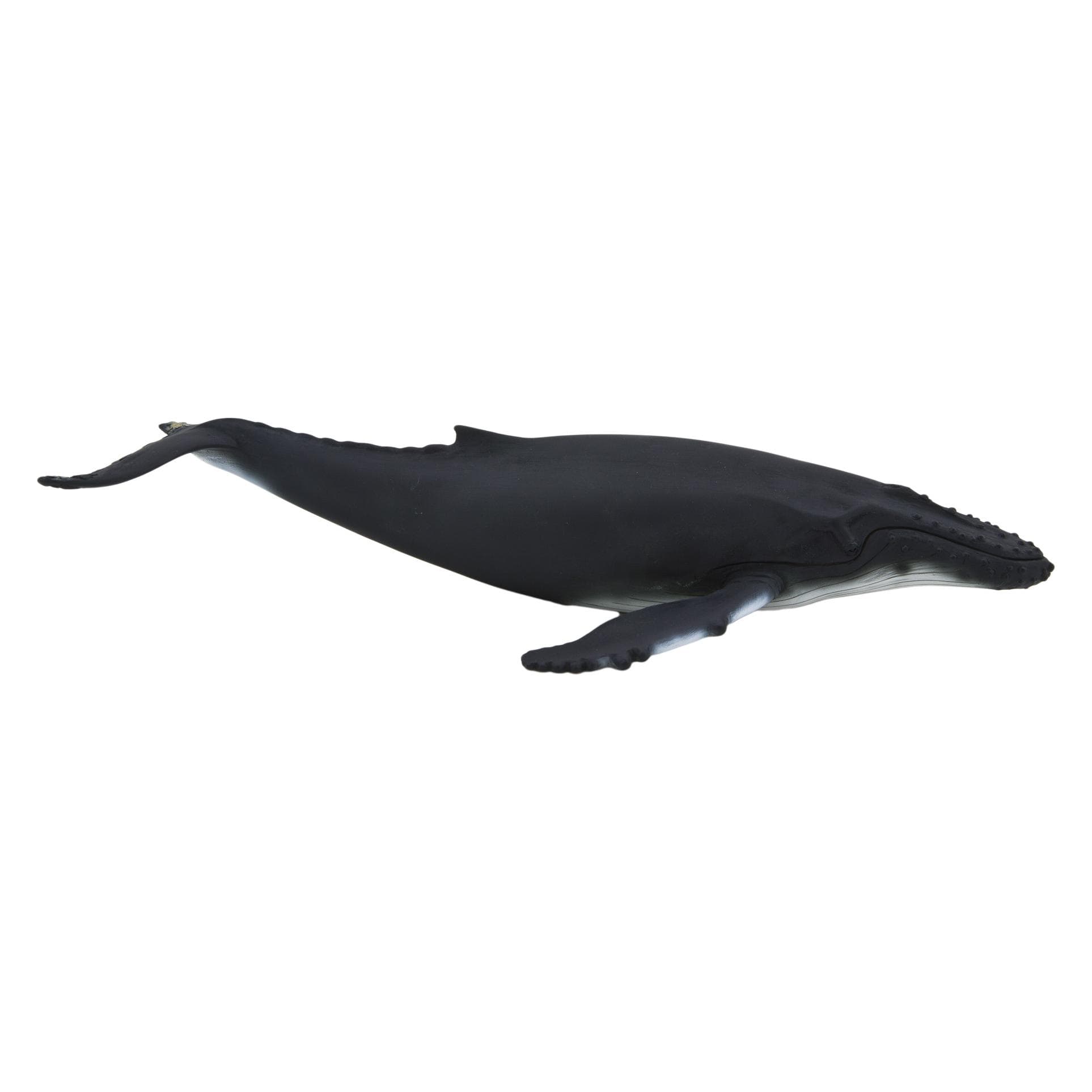 Animal Planet Buckelwal